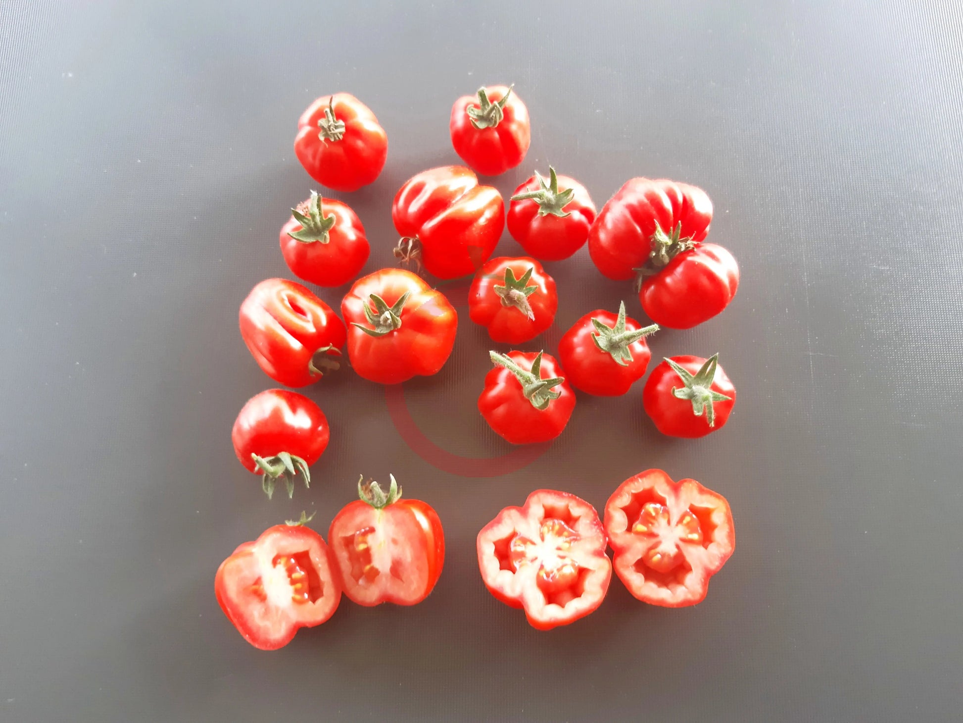 Ballen multiflora DER TOMATENFLÜSTERER
