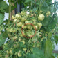 Ballen multiflora DER TOMATENFLÜSTERER