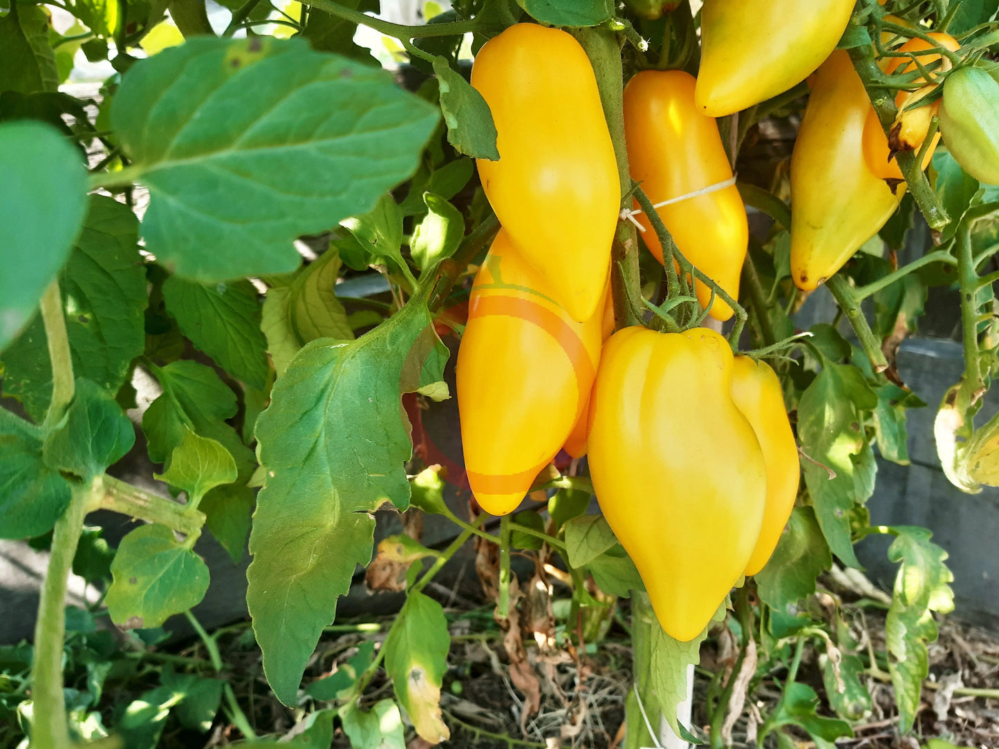 Bananu DER TOMATENFLÜSTERER