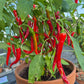 Bangala DER TOMATENFLÜSTERER