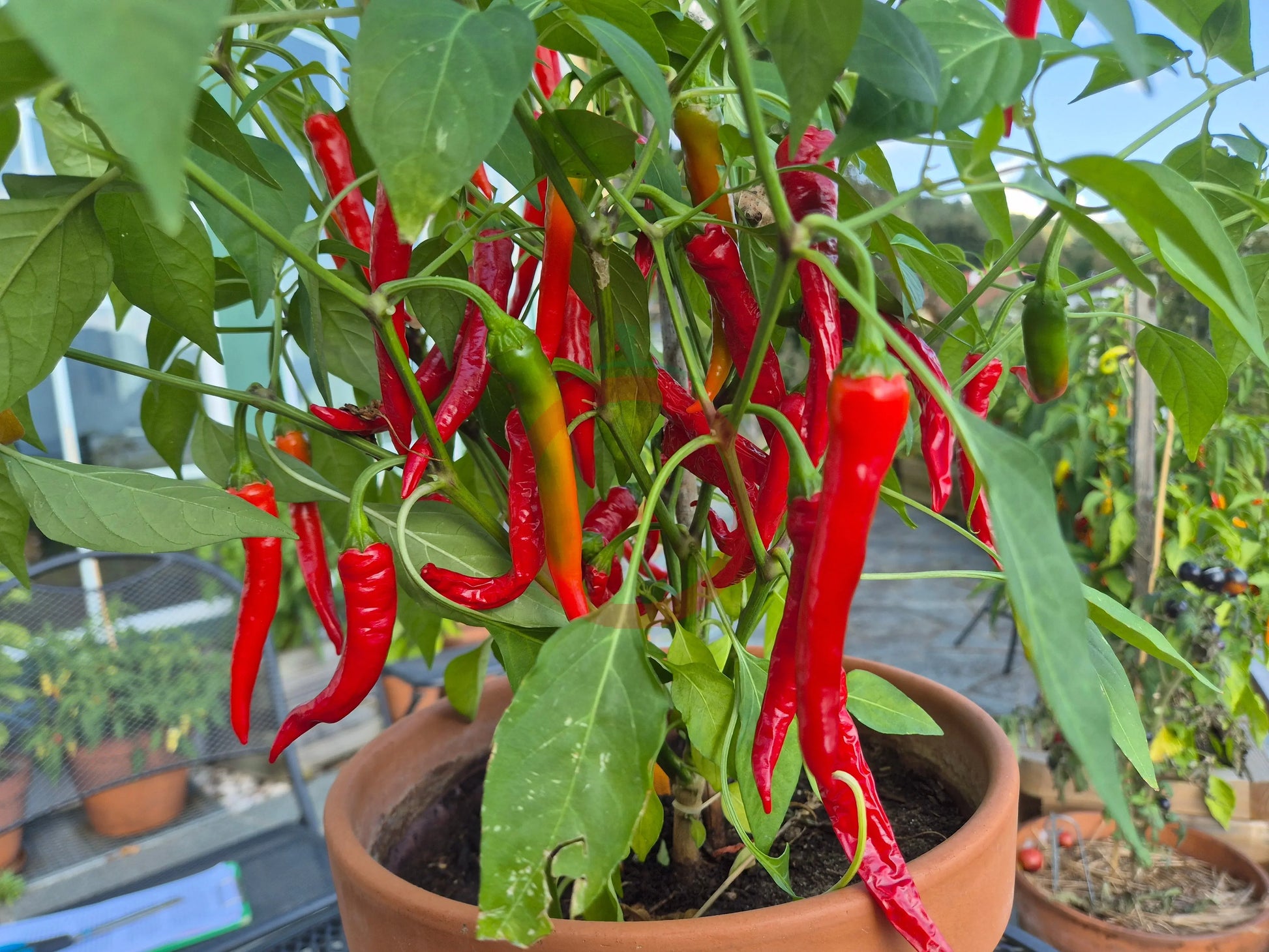 Bangala DER TOMATENFLÜSTERER