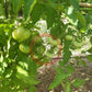 Banjam Rumi DER TOMATENFLÜSTERER