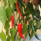 Banjarmasin DER TOMATENFLÜSTERER