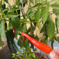 Banjarmasin DER TOMATENFLÜSTERER