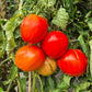 Barca Grande di Bruno DER TOMATENFLÜSTERER