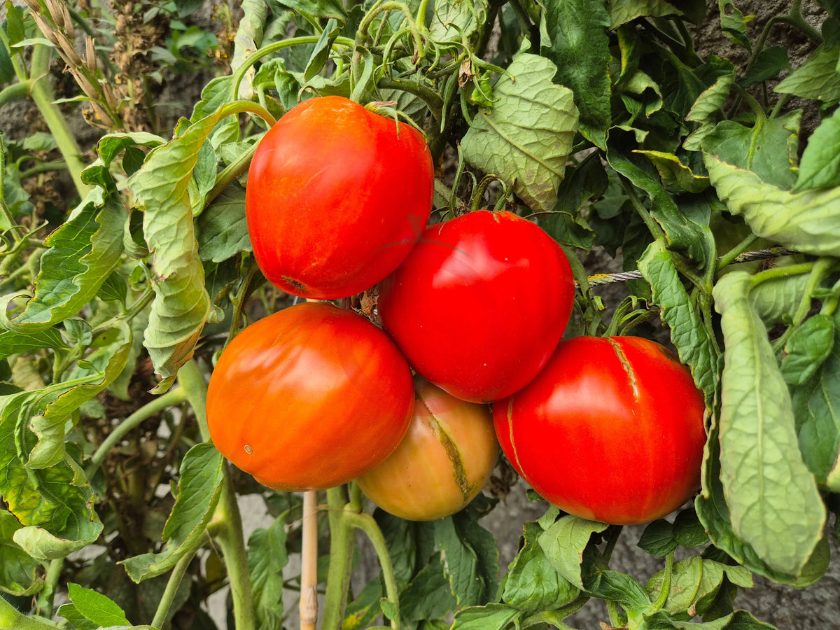 Barca Grande di Bruno DER TOMATENFLÜSTERER