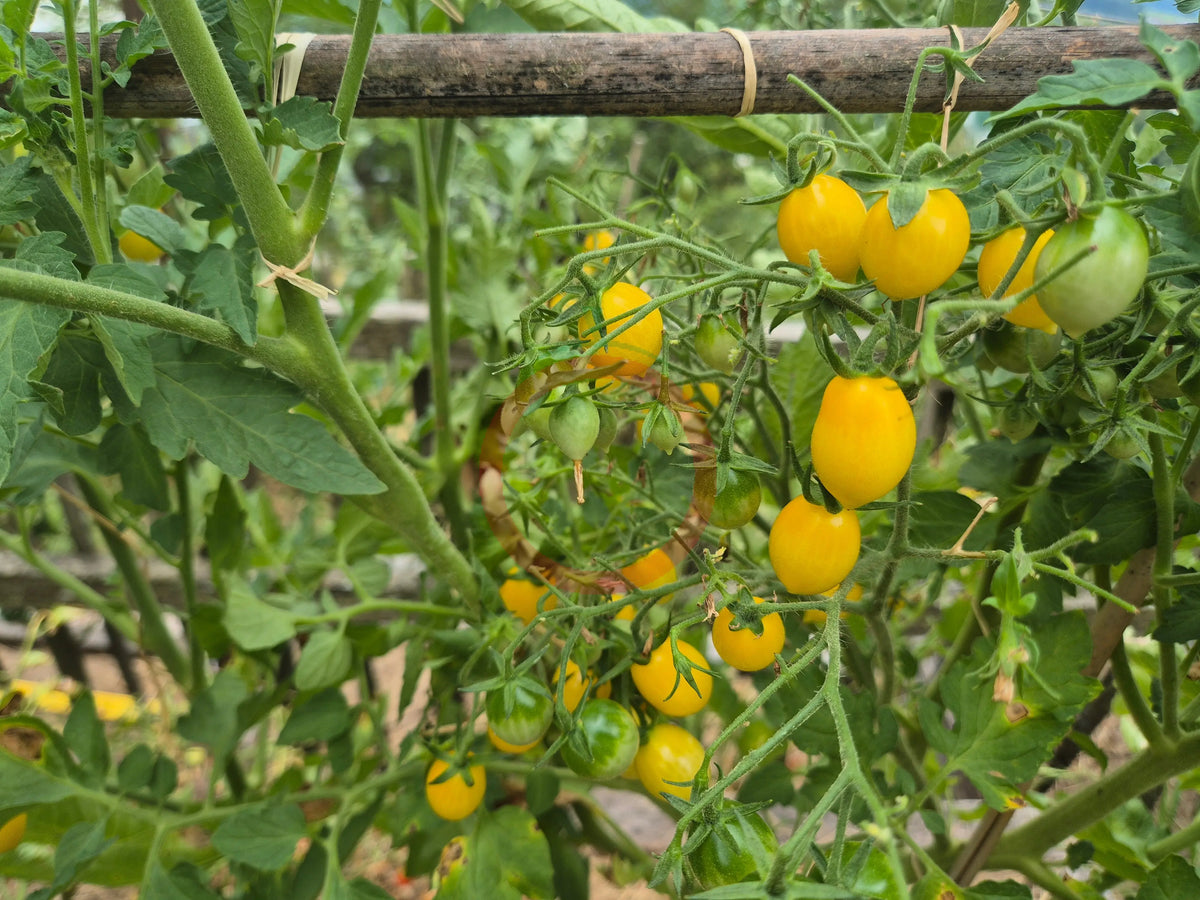 Barry's Crazy Cherry DER TOMATENFLÜSTERER