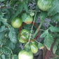 Barski Rosi DER TOMATENFLÜSTERER