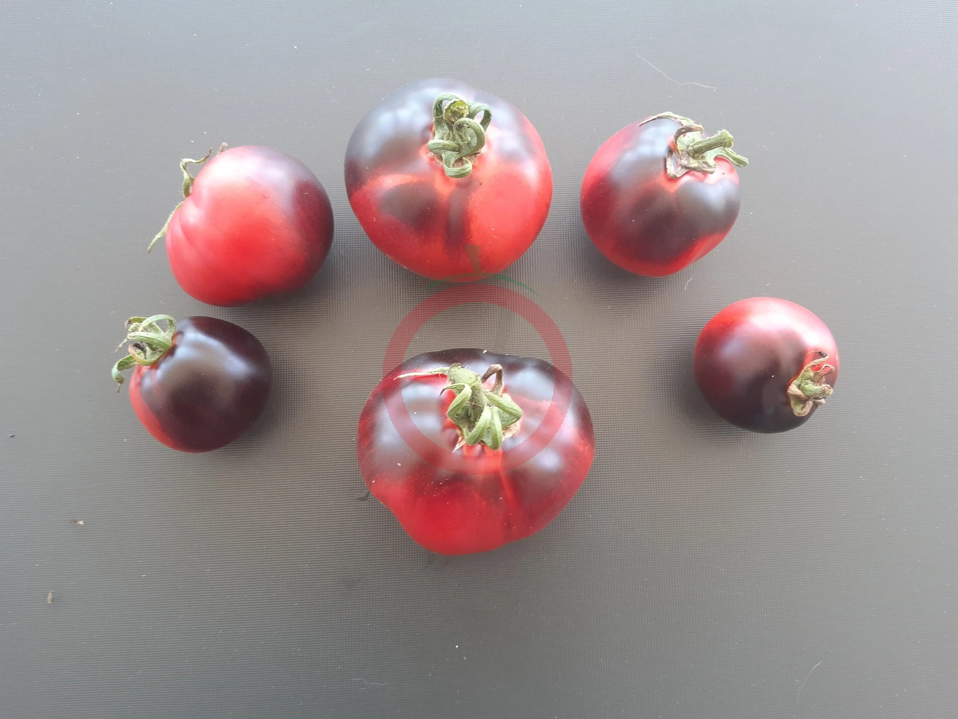 Bartie Blue DER TOMATENFLÜSTERER