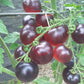 Bartie Blue DER TOMATENFLÜSTERER