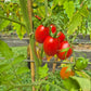 Baselbieter Röteli DER TOMATENFLÜSTERER