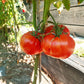 Batala DER TOMATENFLÜSTERER