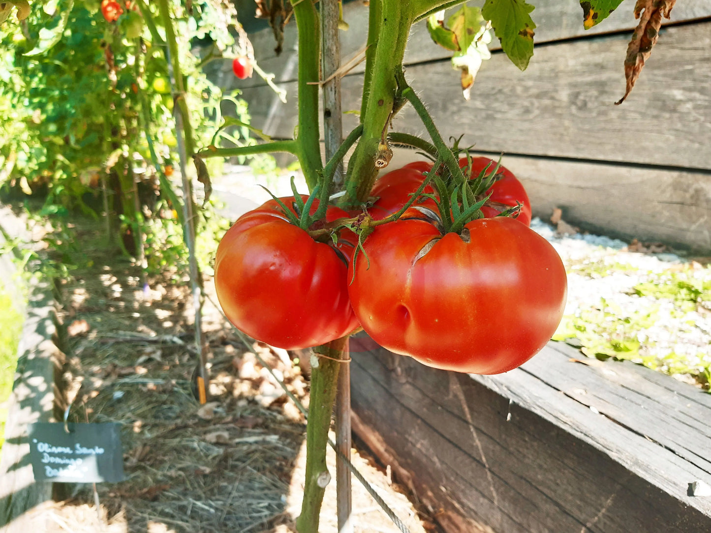Batala DER TOMATENFLÜSTERER