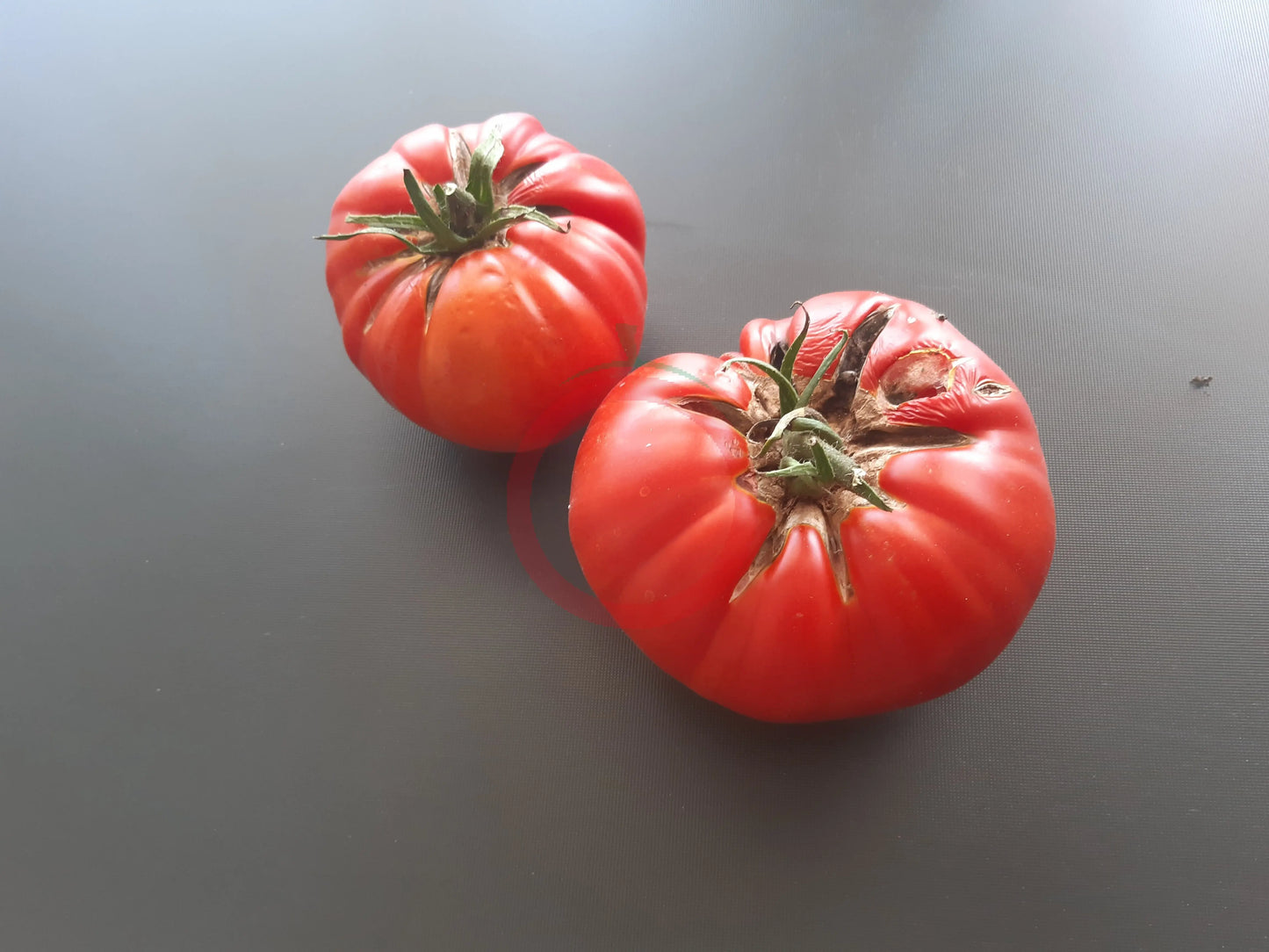 Batala DER TOMATENFLÜSTERER