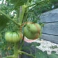 Batala DER TOMATENFLÜSTERER