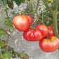 Bear Claw DER TOMATENFLÜSTERER