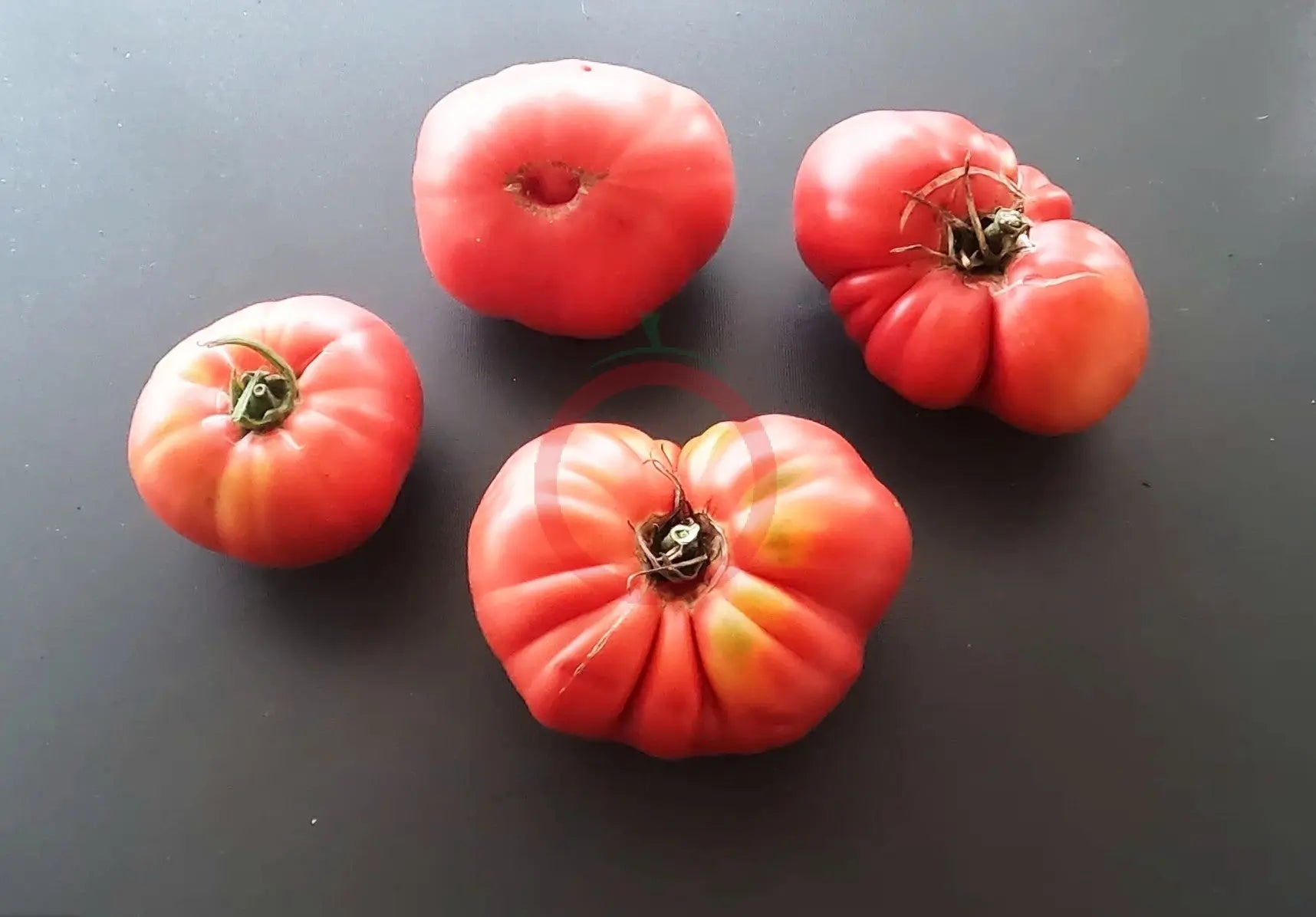 Bear Claw DER TOMATENFLÜSTERER