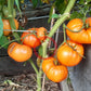 Bear Wallow Canary DER TOMATENFLÜSTERER