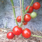 Beaverlodge Slicer DER TOMATENFLÜSTERER