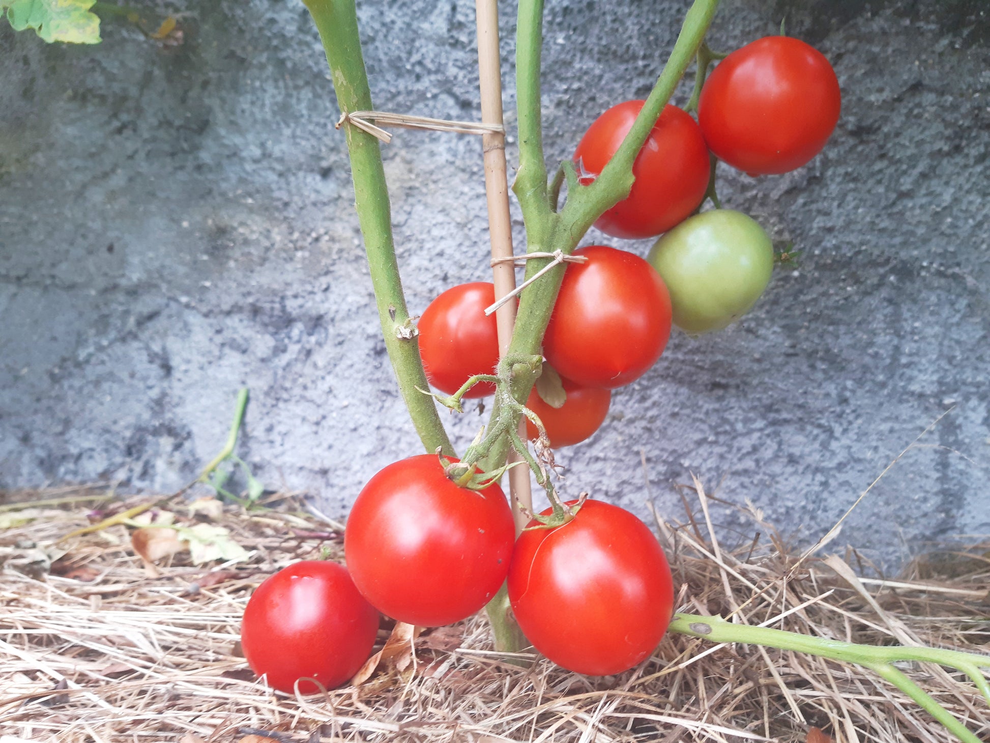 Beaverlodge Slicer DER TOMATENFLÜSTERER