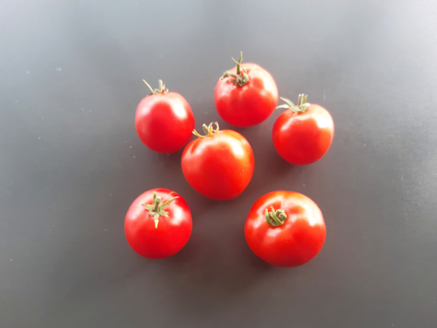 Beaverlodge Slicer DER TOMATENFLÜSTERER