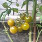 Beetle Juice DER TOMATENFLÜSTERER