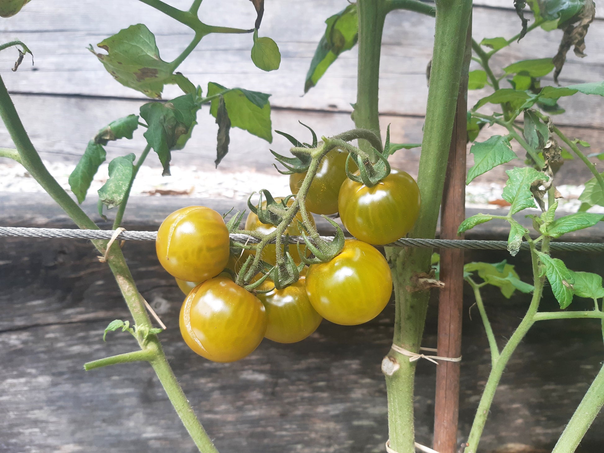 Beetle Juice DER TOMATENFLÜSTERER