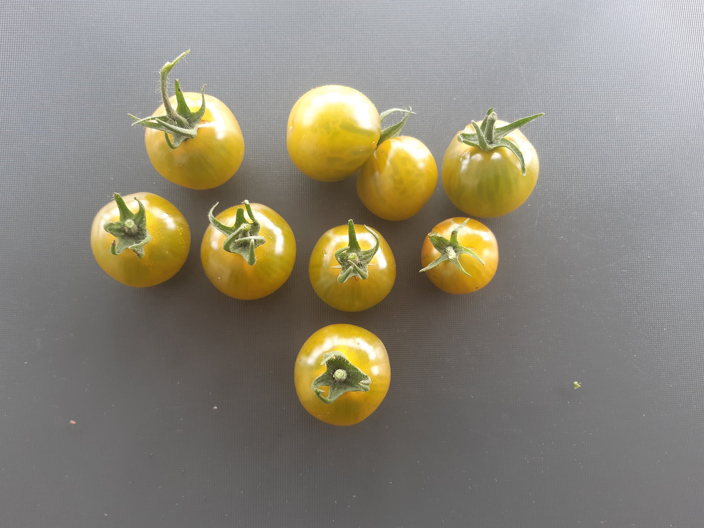 Beetle Juice DER TOMATENFLÜSTERER