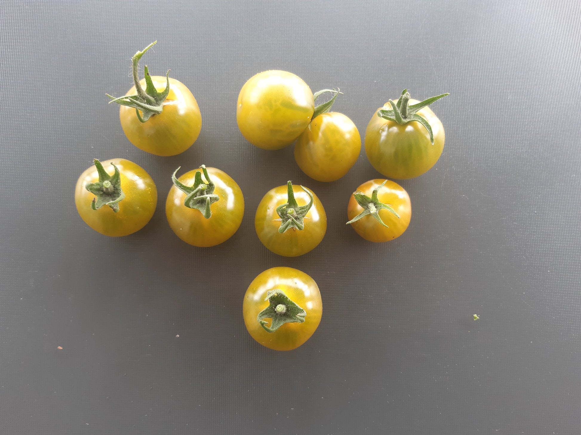 Beetle Juice DER TOMATENFLÜSTERER