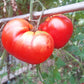 Belarusian Heart DER TOMATENFLÜSTERER