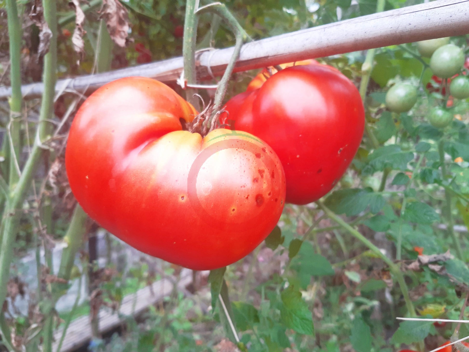Belarusian Heart DER TOMATENFLÜSTERER