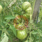 Belarusian Heart DER TOMATENFLÜSTERER