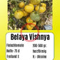 Belaya Vishnya DER TOMATENFLÜSTERER