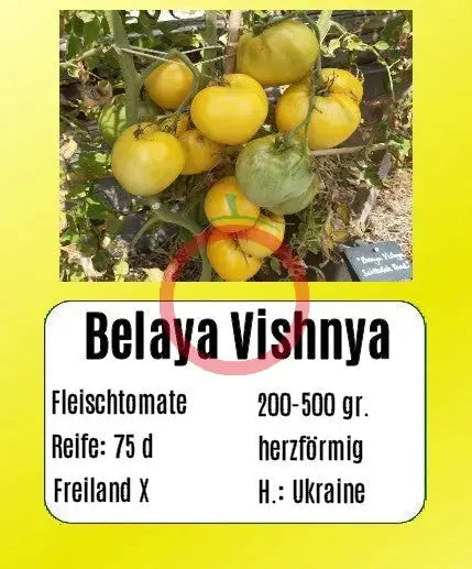 Belaya Vishnya DER TOMATENFLÜSTERER
