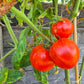 Belle Fille des Maraichers DER TOMATENFLÜSTERER