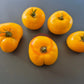 Belle Maurinoise Jaune DER TOMATENFLÜSTERER