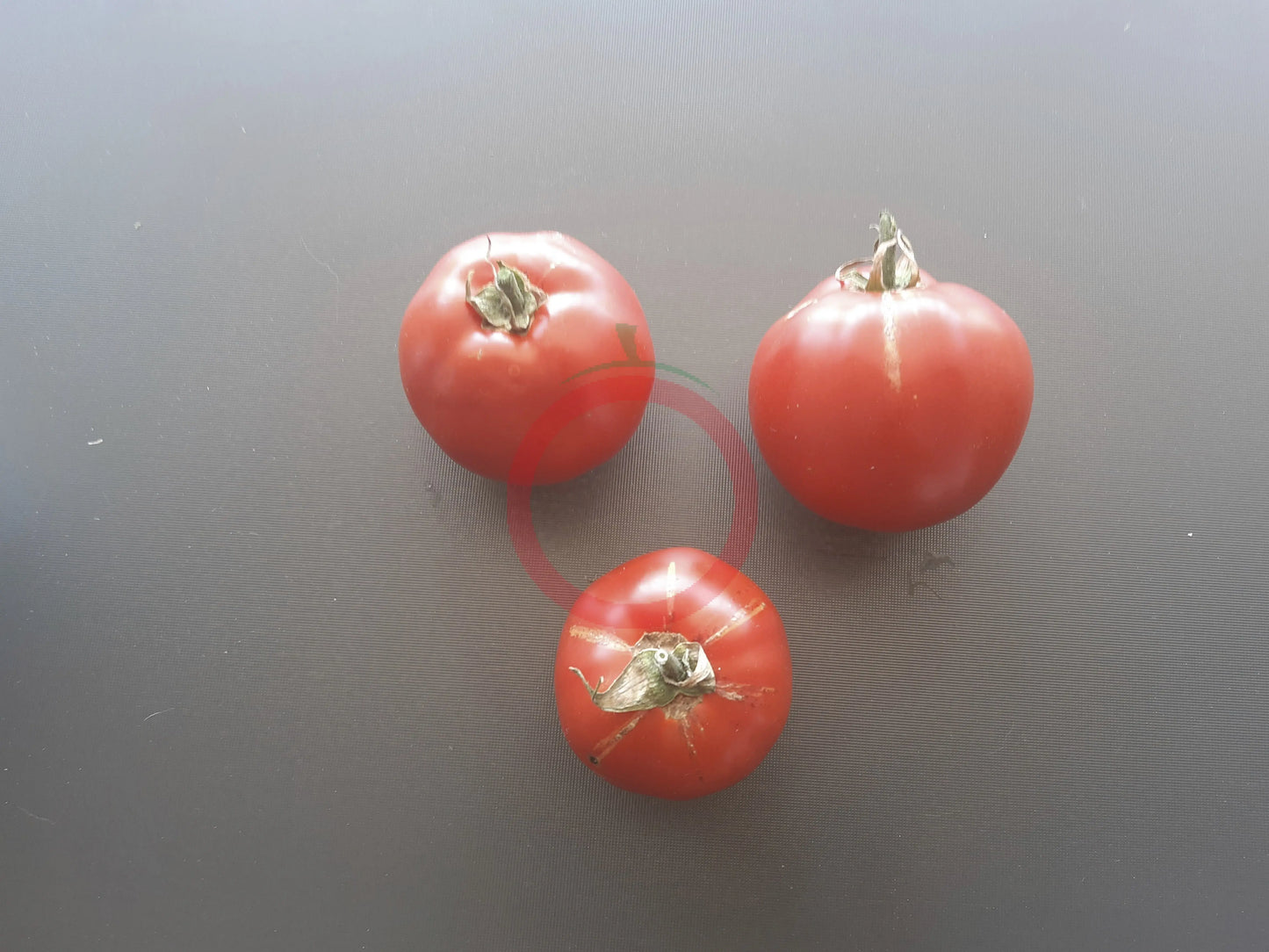 Belle de Lorraine DER TOMATENFLÜSTERER