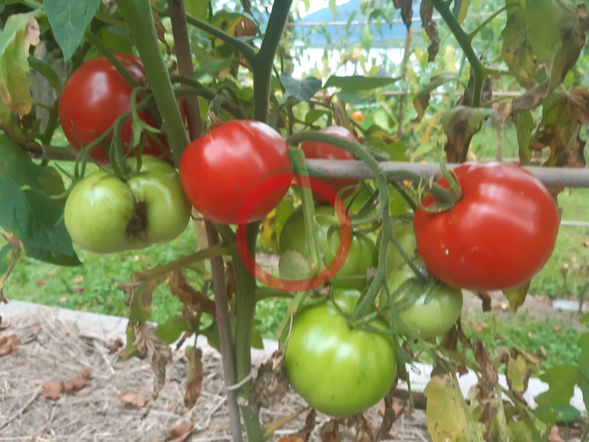 Belle de Lorraine DER TOMATENFLÜSTERER