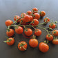 Benarys Gartenfreude DER TOMATENFLÜSTERER