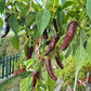 Berbere Coffee Brown DER TOMATENFLÜSTERER