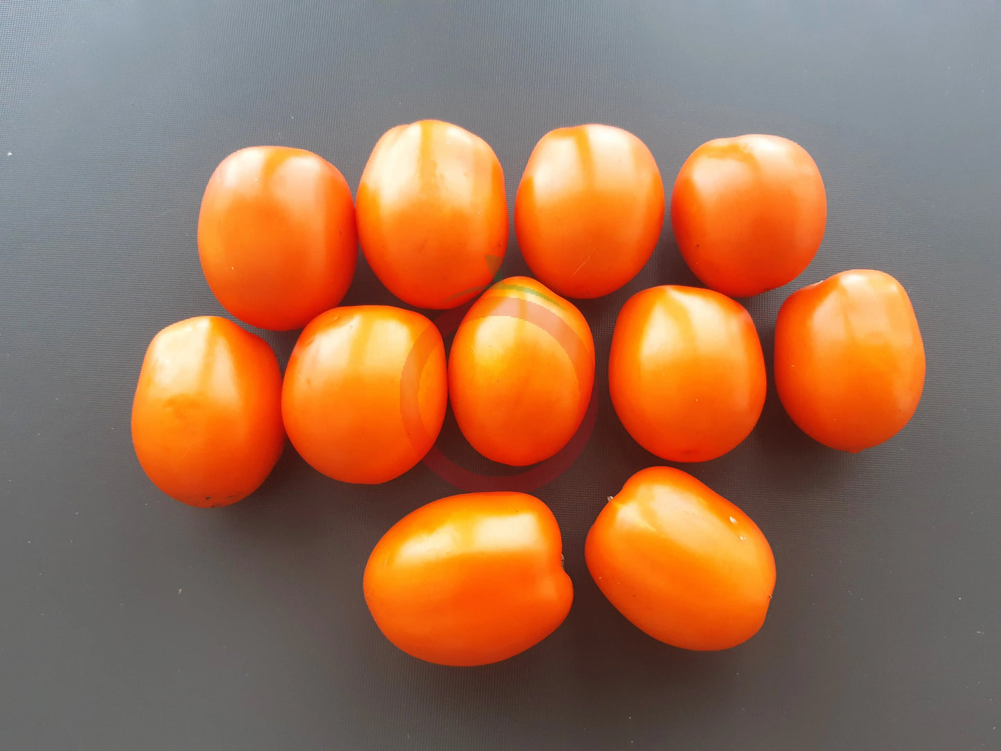 Bernsteinpokal DER TOMATENFLÜSTERER