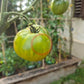 Beryl Beauty DER TOMATENFLÜSTERER