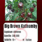 Big Brown Kathumby DER TOMATENFLÜSTERER