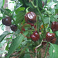 Big Brown Kathumby DER TOMATENFLÜSTERER