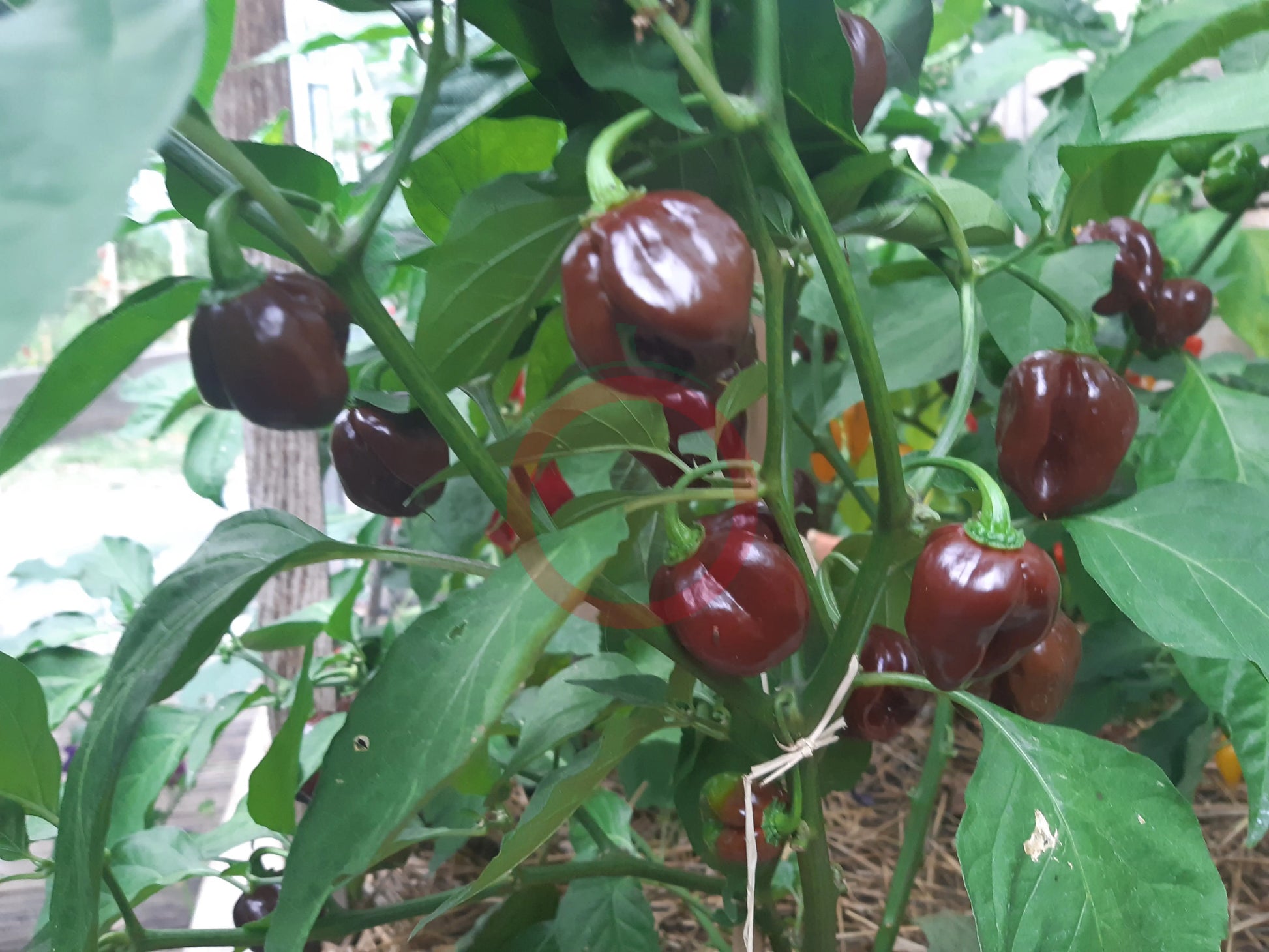Big Brown Kathumby DER TOMATENFLÜSTERER