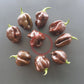 Big Brown Kathumby DER TOMATENFLÜSTERER