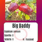 Big Daddy DER TOMATENFLÜSTERER