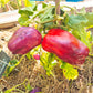 Big Daddy DER TOMATENFLÜSTERER