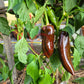 Big Sweet Chocolate DER TOMATENFLÜSTERER