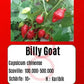 Billy Goat DER TOMATENFLÜSTERER